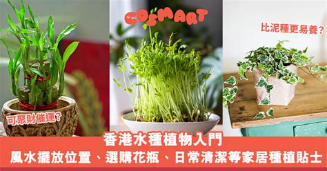 水種植物風水|【水種植物風水】水種植物風水指南：招財、旺運、提。